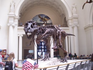 Squelette de Sue au Field Museum à Chicago (2007) ©NelsonWeb