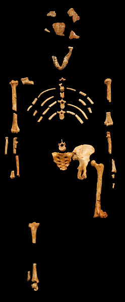 30 novembre 1974  Découverte de Lucy, une Australopithecus afarensis